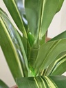 [AAI502] Planta Lemon Lime 1,2m - eCommerce 3