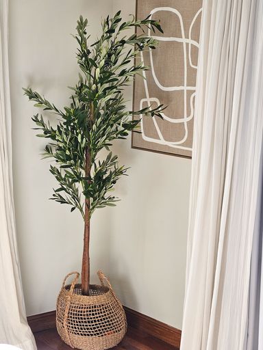 [AAI503] Planta Olivo 1,85m - eCommerce 2