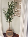 [AAI503] Planta Olivo 1,85m - eCommerce 2
