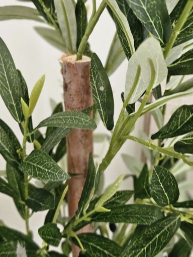 [AAI503] Planta Olivo 1,85m - eCommerce 4