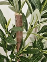 [AAI503] Planta Olivo 1,85m - eCommerce 4