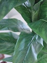 [AAI506] Planta Camille 150cm - eCommerce 2