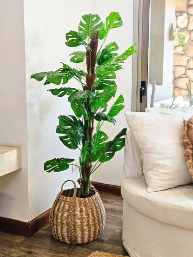 [AAI508] Planta Monstera 140cm en tutor - eCommerce 2