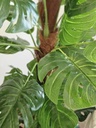 [AAI508] Planta Monstera 140cm en tutor - eCommerce 3
