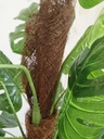 [AAI508] Planta Monstera 140cm en tutor - eCommerce 4