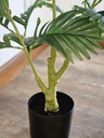 [AAI510] Planta Jungla 90cm - eCommerce 2