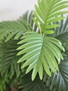[AAI510] Planta Jungla 90cm - eCommerce 3