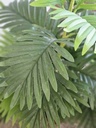 [AAI510] Planta Jungla 90cm - eCommerce 4