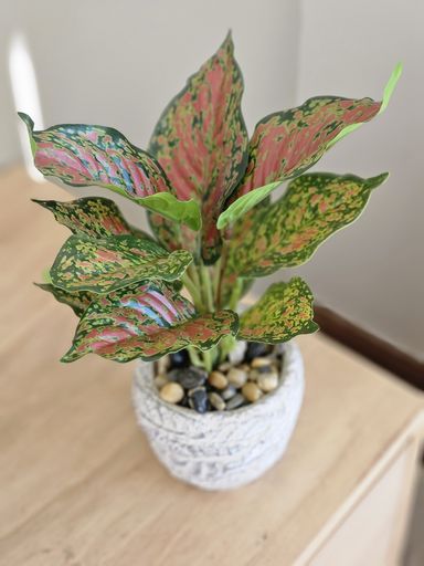 [AAI548] Planta Tricolor - eCommerce 2