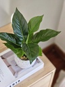[AAI549] Planta Green Princess - eCommerce 2