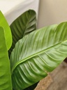[AAI663] Planta Artificial Strelitzia nicolai 120cm - eCommerce 2