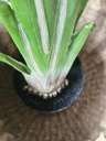 [AAI501] Planta Banano 1,60m - eCommerce 2