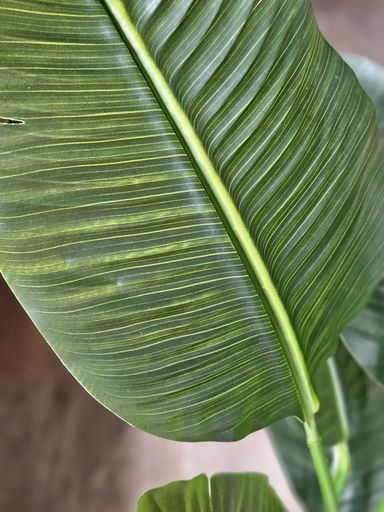 [AAI501] Planta Banano 1,60m - eCommerce 4