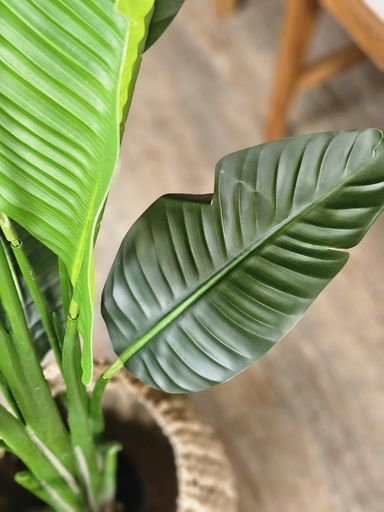 [AAI501] Planta Banano 1,60m - eCommerce 5