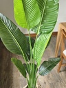 [AAI501] Planta Banano 1,60m - eCommerce 6