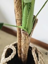 [AAI504] Planta artificial strelitzia 150 CM - eCommerce 5