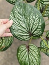 [AAI505] Planta Maria 65cm - eCommerce 2