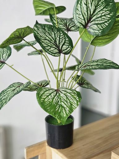 [AAI505] Planta Maria 65cm - eCommerce 3