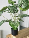 [AAI505] Planta Maria 65cm - eCommerce 3