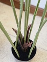 [AAI507] Planta Helecho 100cm - eCommerce 4