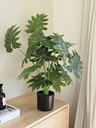 [AAI509] Planta Philodendron 70cm - eCommerce 2