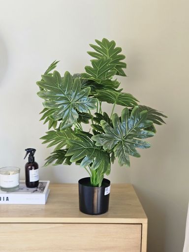 [AAI509] Planta Philodendron 70cm - eCommerce 3