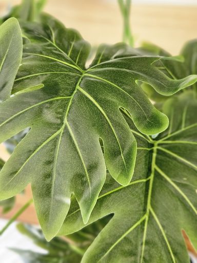 [AAI509] Planta Philodendron 70cm - eCommerce 4