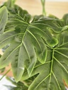 [AAI509] Planta Philodendron 70cm - eCommerce 4