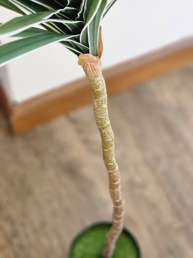 [AAI511] Planta Song of India 100cm - eCommerce 2