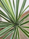 [AAI511] Planta Song of India 100cm - eCommerce 4