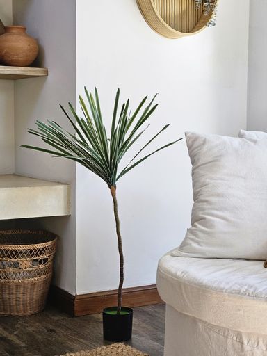 [AAI511] Planta Song of India 100cm - eCommerce 5