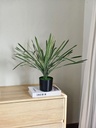 [AAI512] Planta limon 45cm - eCommerce 2