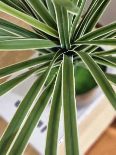 [AAI512] Planta limon 45cm - eCommerce 3