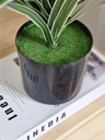 [AAI512] Planta limon 45cm - eCommerce 4