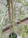 [AAI513] Planta Jamaica 150cm - eCommerce 4
