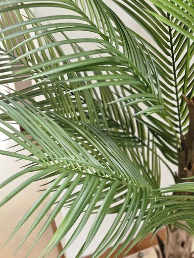 [AAI748] Planta Palmera con maceta 150cm - eCommerce 2
