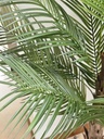 [AAI748] Planta Palmera con maceta 150cm - eCommerce 2