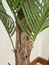 [AAI748] Planta Palmera con maceta 150cm - eCommerce 3
