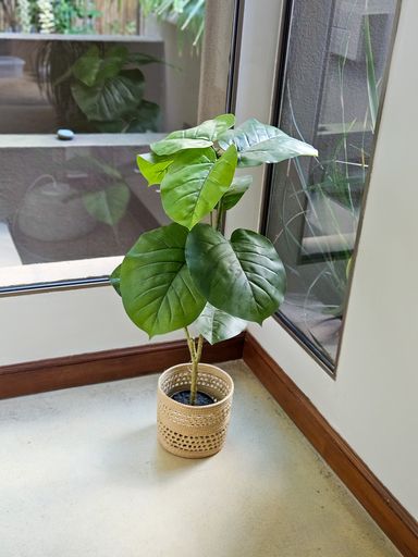 FICUS 90CM