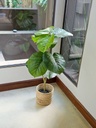 FICUS 90CM