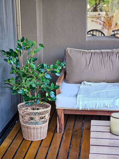 FICUS CON MACETA 1.15 MT