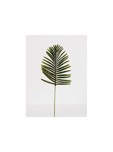 HOJA AMAZONAS 65CM