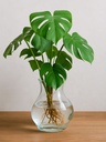 MONSTERA CON RAICES 40CM