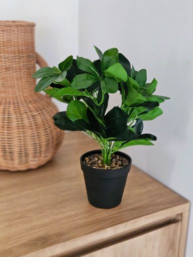 Maceta con planta 35cm