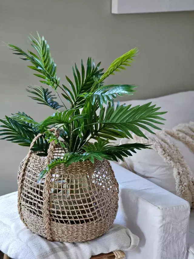 PALMERA KENTIA 84 CM