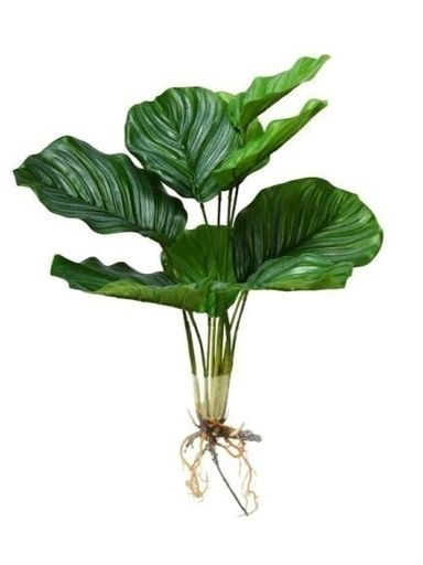 PLANTA 9 HOJAS CON RAICES 50CM
