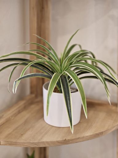 PLANTA ARAÑA