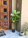 PLANTA ARTIFICIAL PANDURATA - 120CM