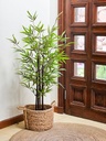 PLANTA BAMBU