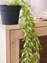 PLANTA COLGANTE MERLI